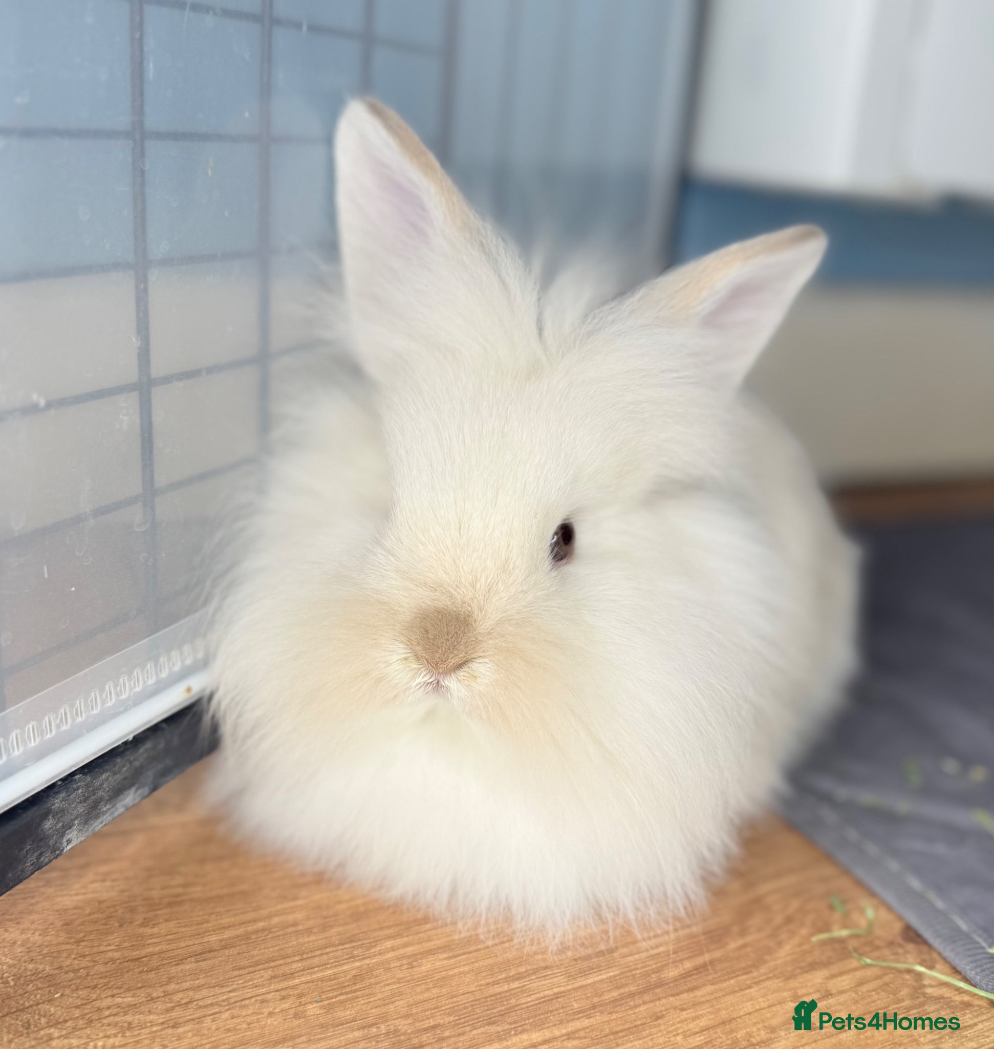 Lionhead rabbits Double Maned Lionheads Babies - Advert 3