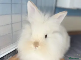 Lionhead rabbits Double Maned Lionheads Babies - Advert 11