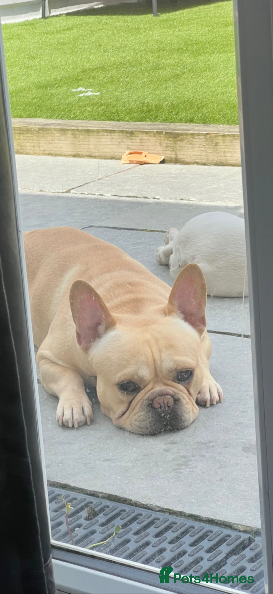 French Bulldog dogs for stud: 	French Bulldog Stud - Advert 3