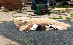 Mixed Breed dogs for sale: Cute puppies  - Image 2