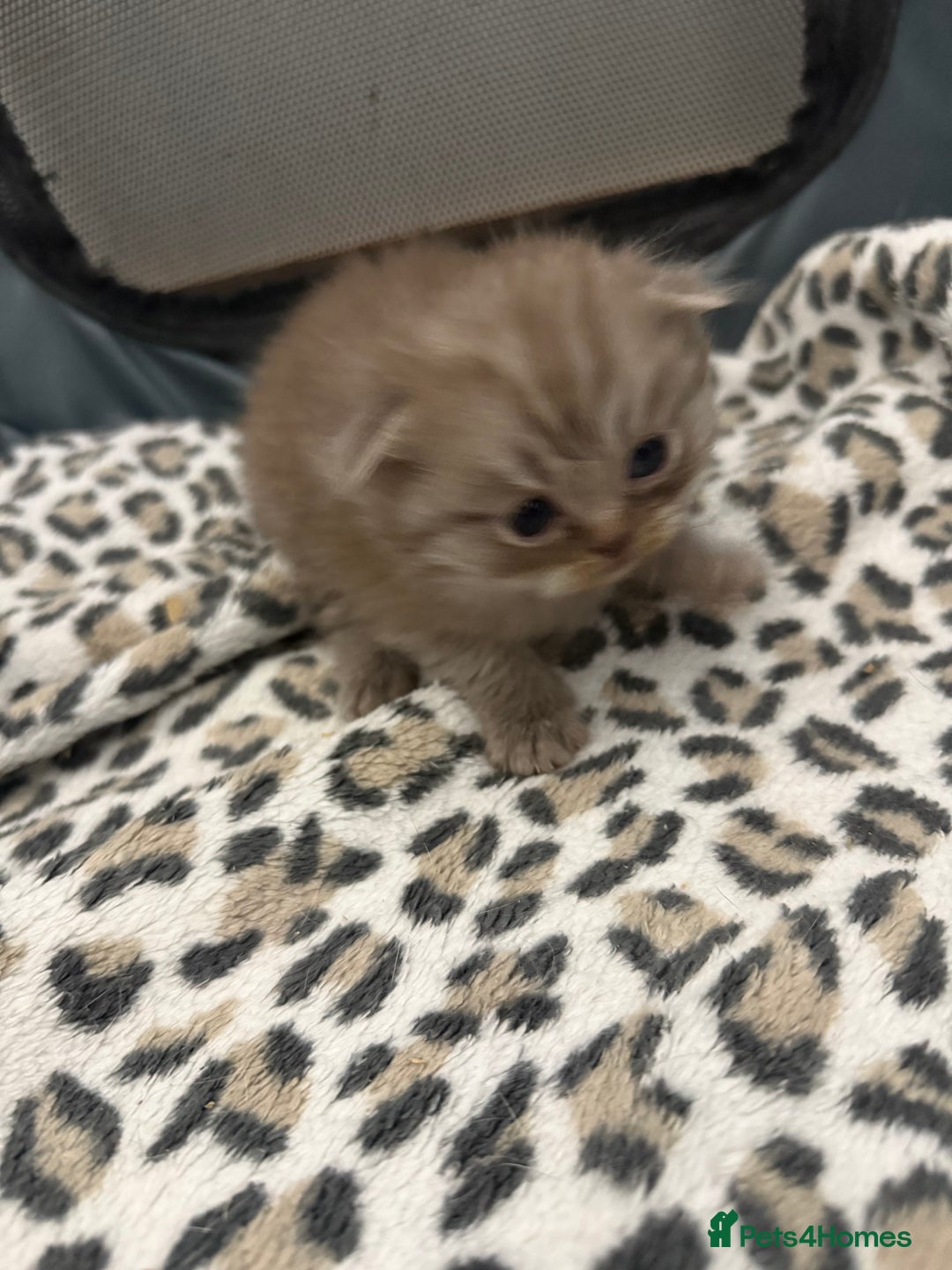 Scottish Fold cats for sale: Stunning Rainbow litter ready for  **   - Advert 12