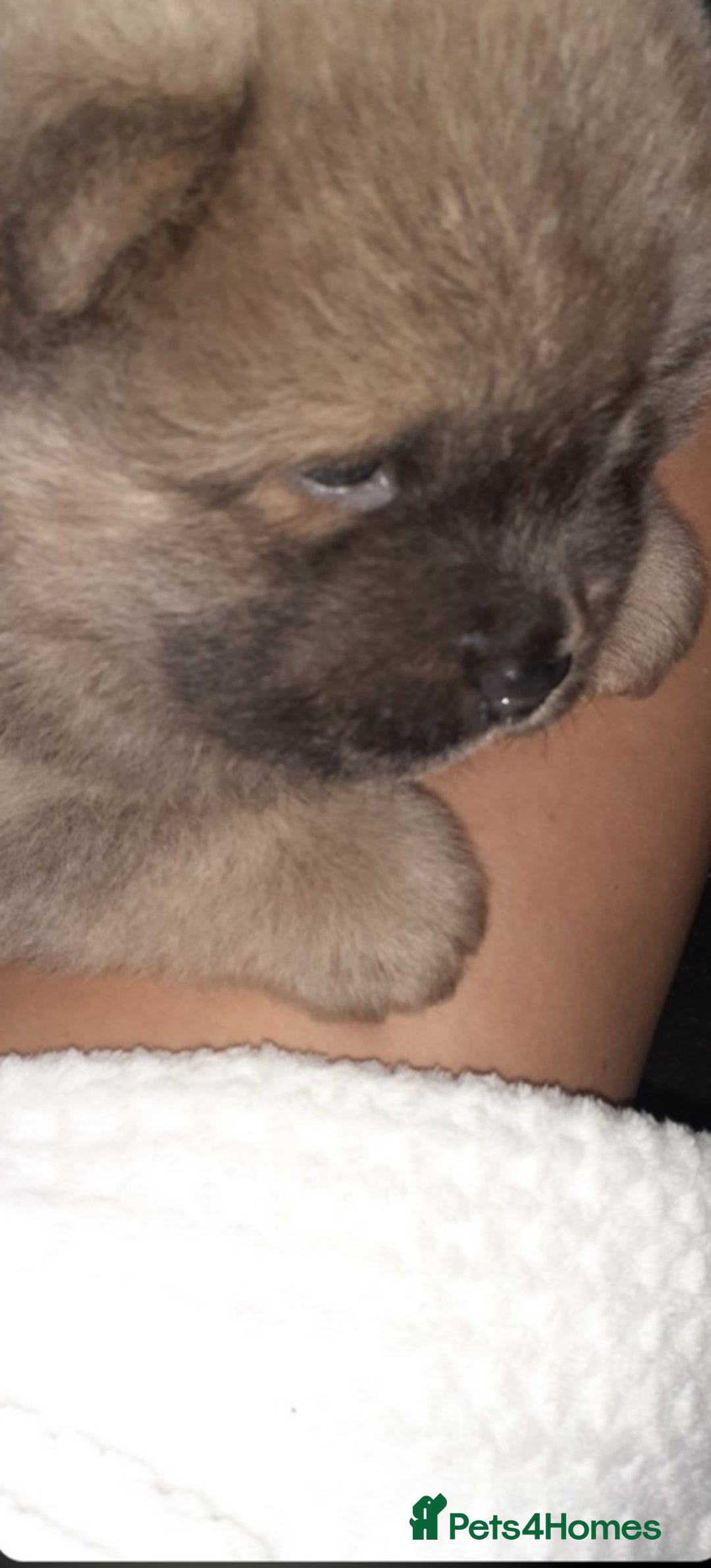 Chow Chow dogs for sale:  KC registered Chow Chow puppies for sale.🤗 - Image 18