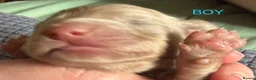 Miniature Dachshund dogs for sale: Four Beautiful Miniature Dachshund Puppies - Advert 33