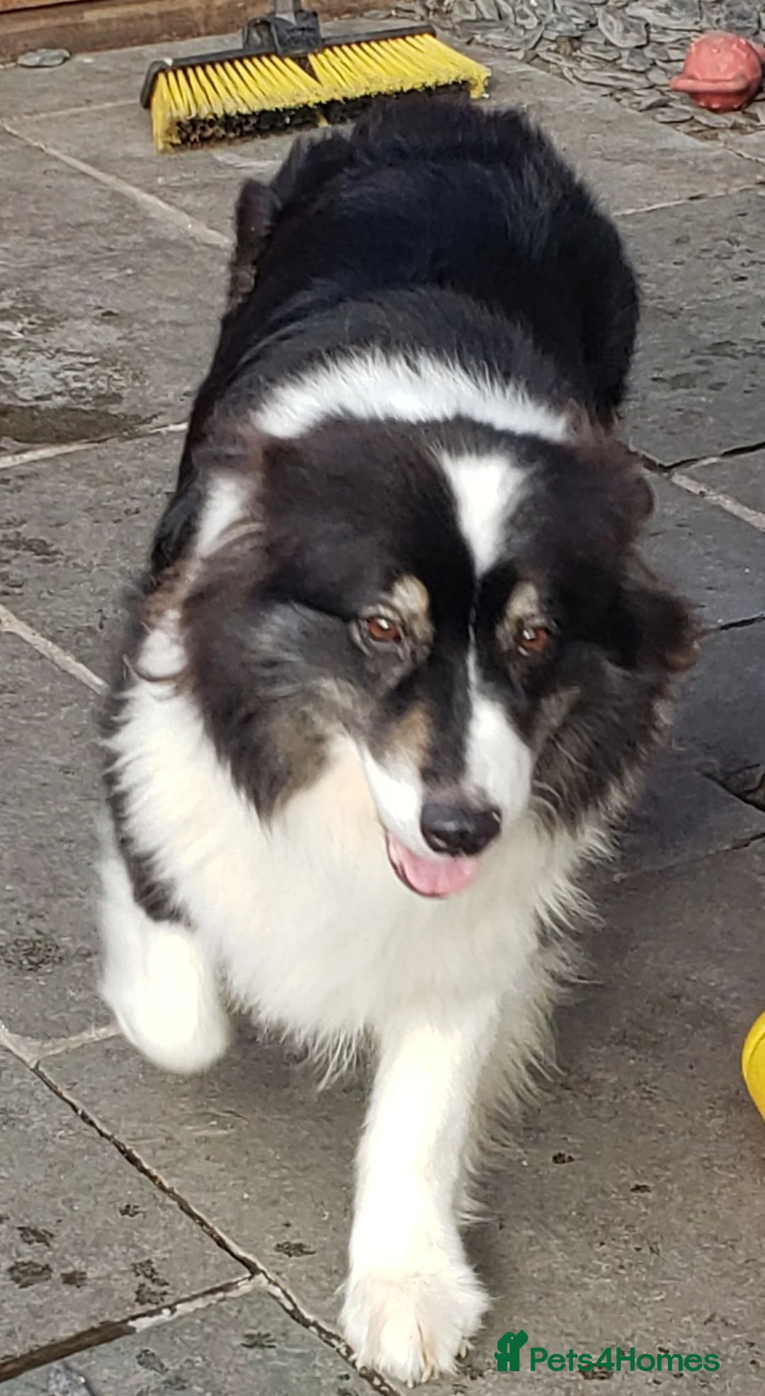 Australian Shepherd dogs for sale: Long term adoption for older dog in Tamworth - Advert 2