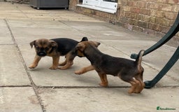 Mixed Breed dogs for sale: Miniature Jack Russell x Border terrier - Image 3