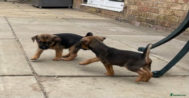 Mixed Breed dogs - Advert 6