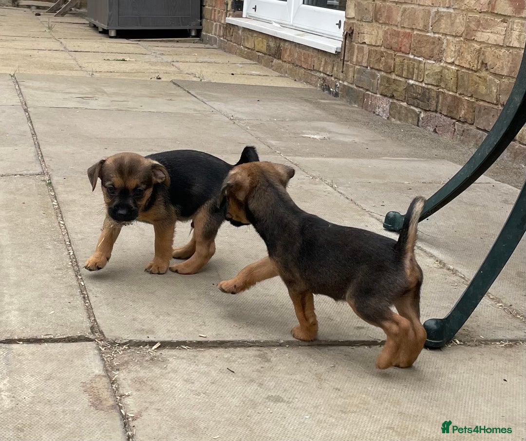 Mixed Breed dogs for sale: Miniature Jack Russell x Border terrier - Image 3