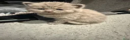 British Shorthair cats for sale: Charming British Shorthair Kittens - Advert 22