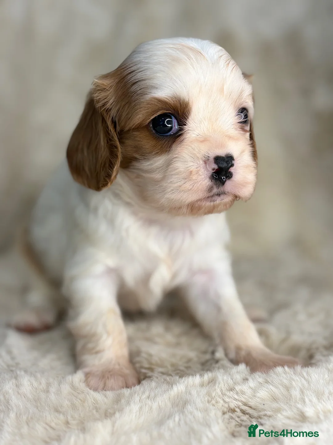 Cavalier King Charles Spaniel dogs for sale: Beautiful cavalier King Charles puppies  - Advert 19