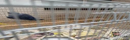Ringnecks birds for sale: 2 pairs of Ring Neck - Advert 7