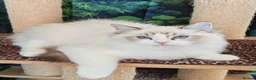 Ragdoll cats for sale: GCCF REGISTERED RAGDOLL BOYS  - Advert 10
