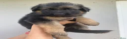 German Shepherd dogs for sale: German Shepherd puppies – Kennel Club registered - Advert 25