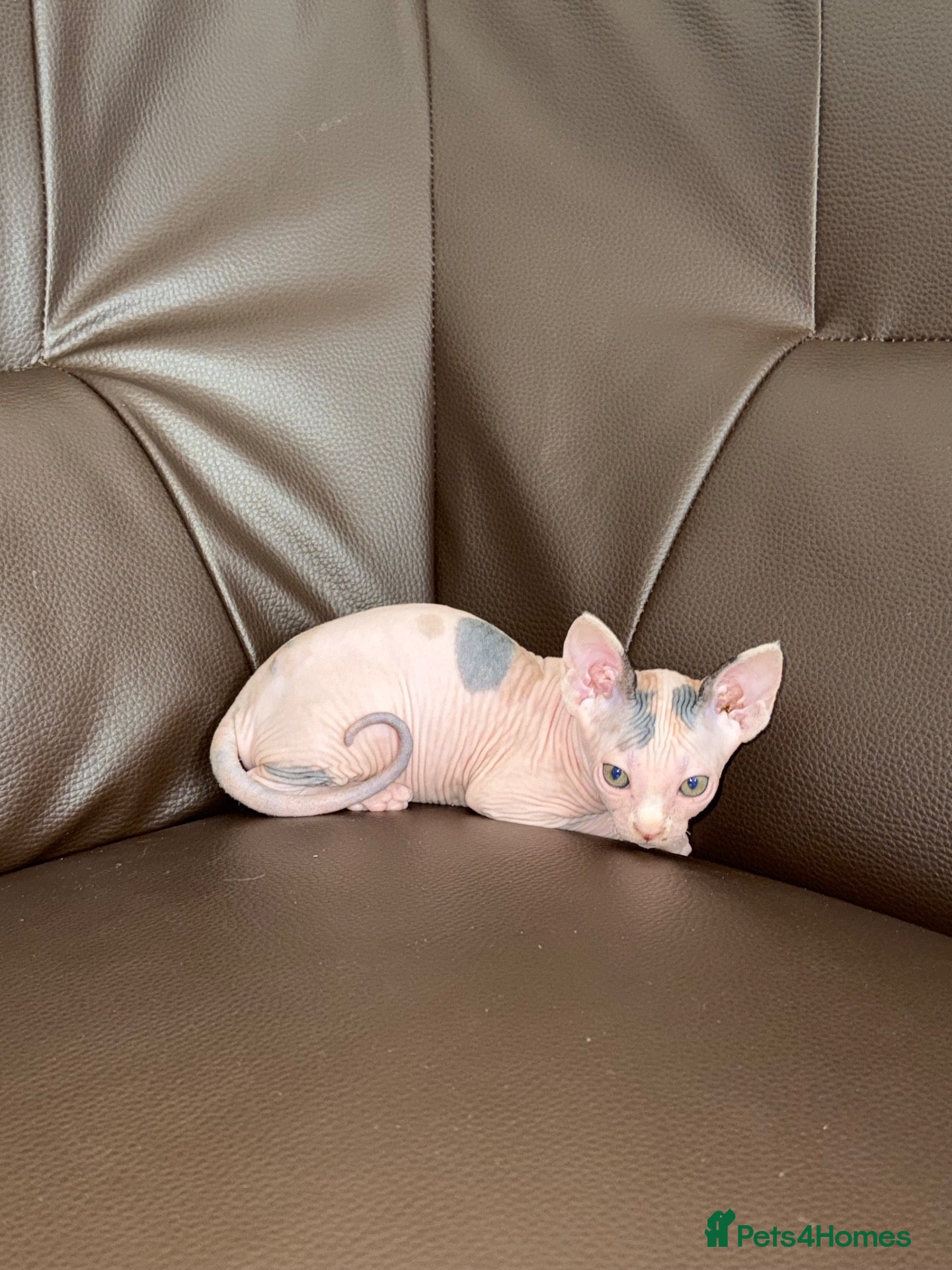 Sphynx cats sphynx kittens for reservations  - Advert 1