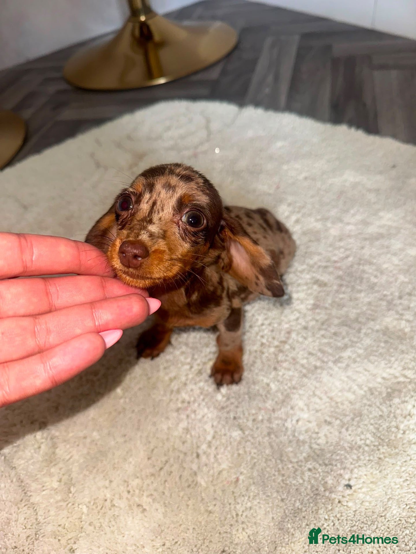 Dachshund dogs Dachshund puppies 🐶  - Advert 13