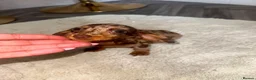 Dachshund dogs for sale: Dachshund puppies 🐶  - Advert 1
