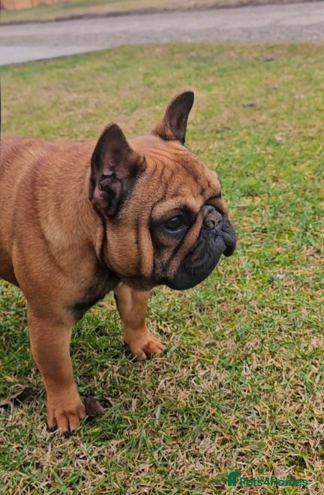 French Bulldog dogs Red Female - Pending  - Advert 12