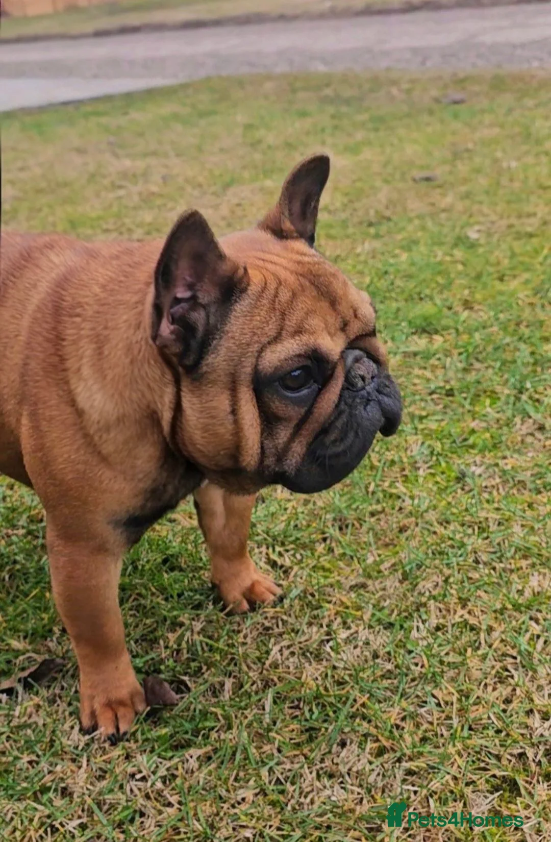 French Bulldog dogs for sale: Red Female - Advert 2