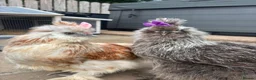 Chickens poultry for sale: 3 beautiful female silkies  - Advert 11