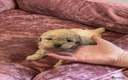 Toy Poodle dogs for sale: Gorgeous Toy Poodle Puppies - Advert 7