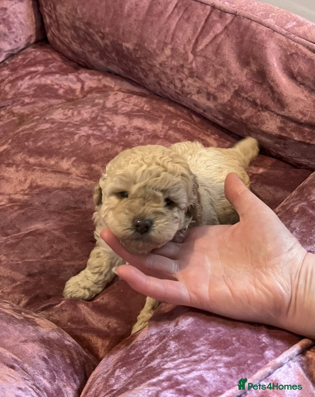 Toy Poodle dogs for sale: Gorgeous Toy Poodle Puppies - Advert 7
