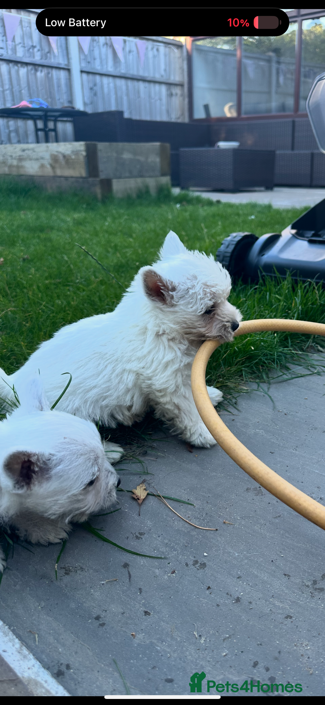 West Highland Terrier dogs for sale: West highland terrier puppies - Image 9