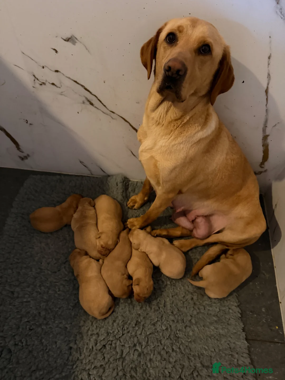 Labrador Retriever dogs for sale: Kc Reg Fox red Labradors - Advert 1