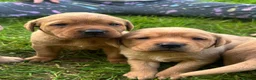 Labrador Retriever dogs for sale: Stunning fox red labrador puppies for sale - Advert 5