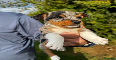 Jack Russell dogs - Advert 1