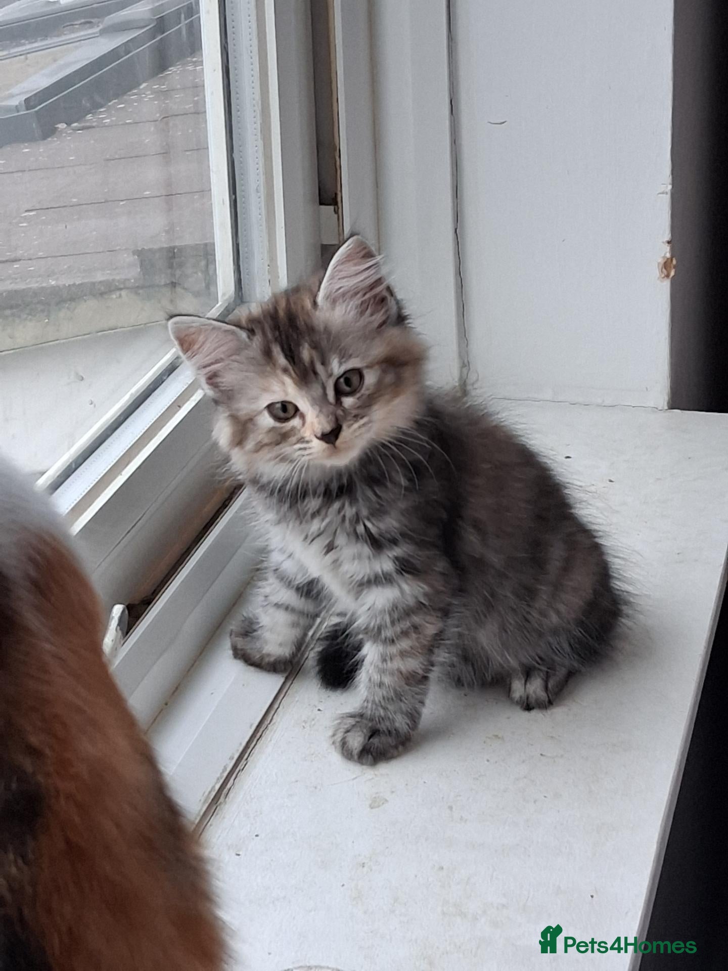 Mixed Breed cats Kittens with Forest cat features - Advert 15