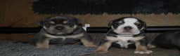 Olde English Bulldogge dogs for sale: Olde English bulldog puppies  - Advert 19