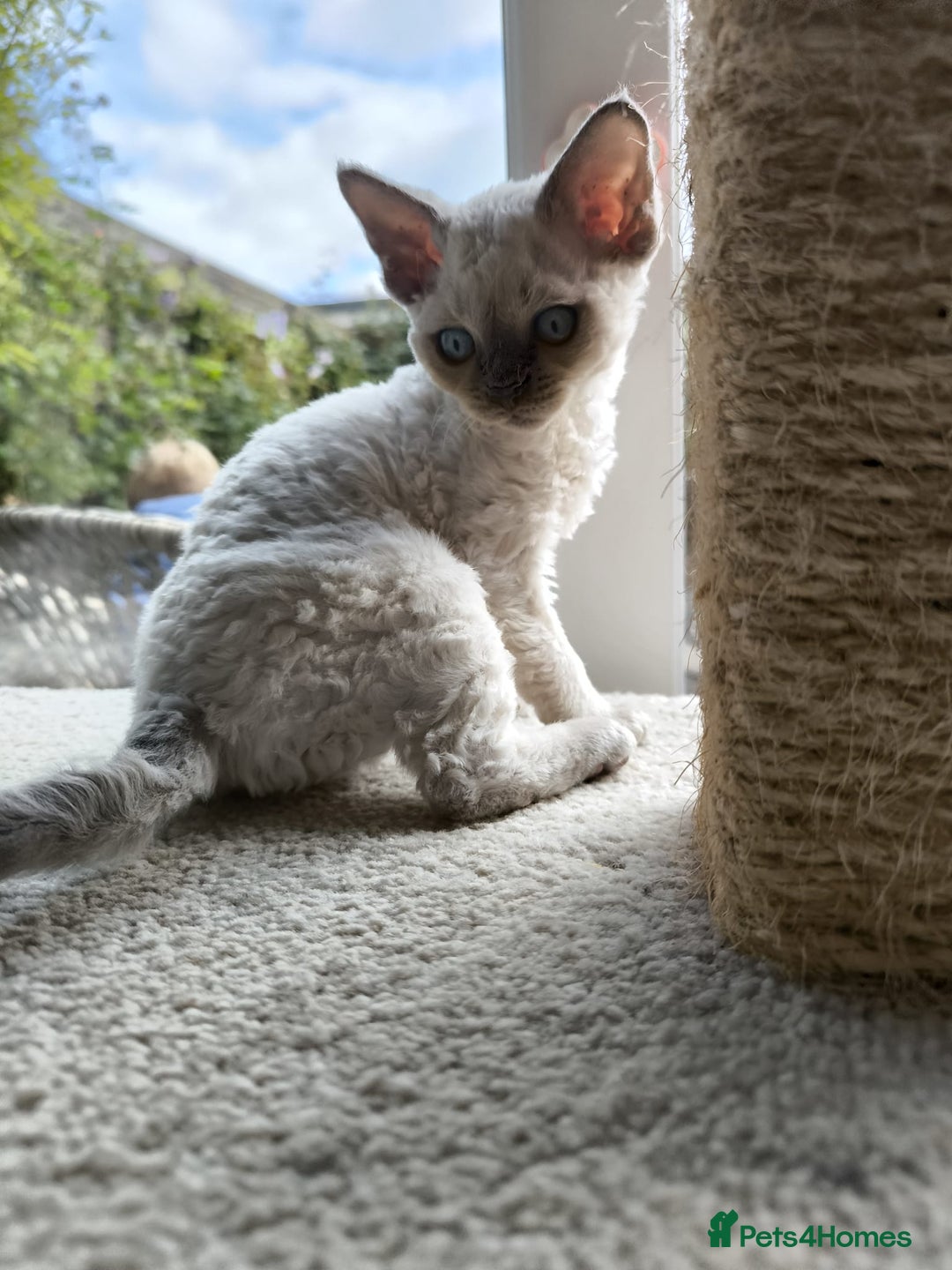 Devon Rex cats for sale: Blue Point Devon Rex Boy 💙 - Image 5