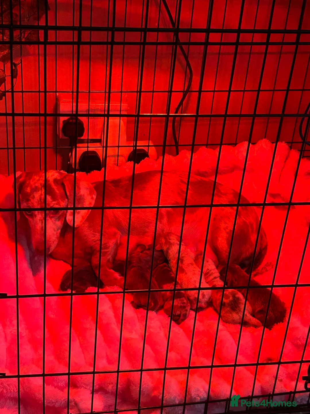 Miniature Dachshund dogs for sale: Stunning Dapple miniature dachshunds  - Advert 15