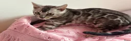 Bengal cats for sale: Exceptional Pure Pedigree Silver Grey TICA Bengal - Advert 3