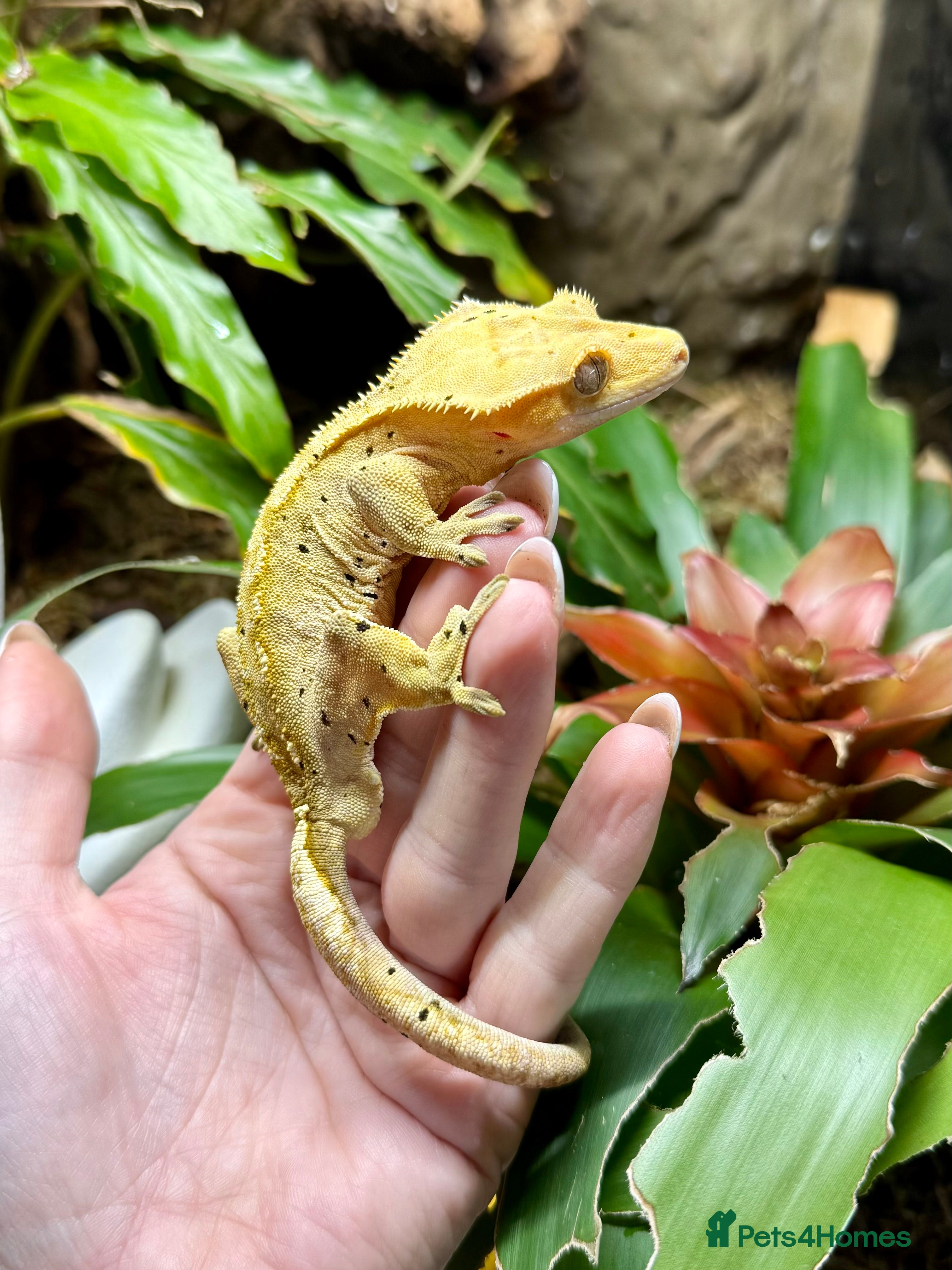 Lizard reptiles Mixture of Crested Geckos - Advert 10