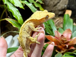 Lizard reptiles Mixture of Crested Geckos - Advert 10