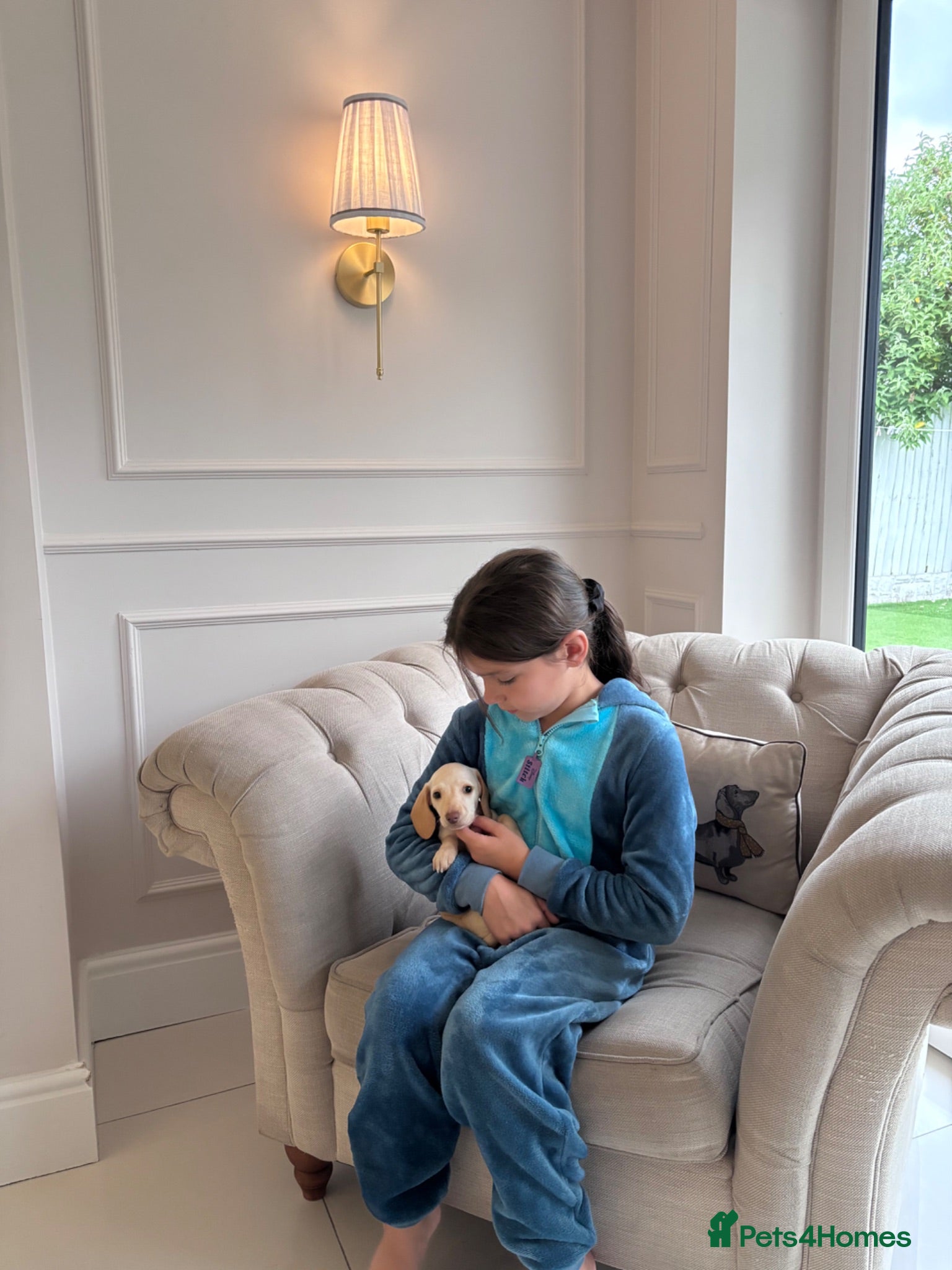 Miniature Dachshund dogs True miniature Kc dachshunds  - Advert 1