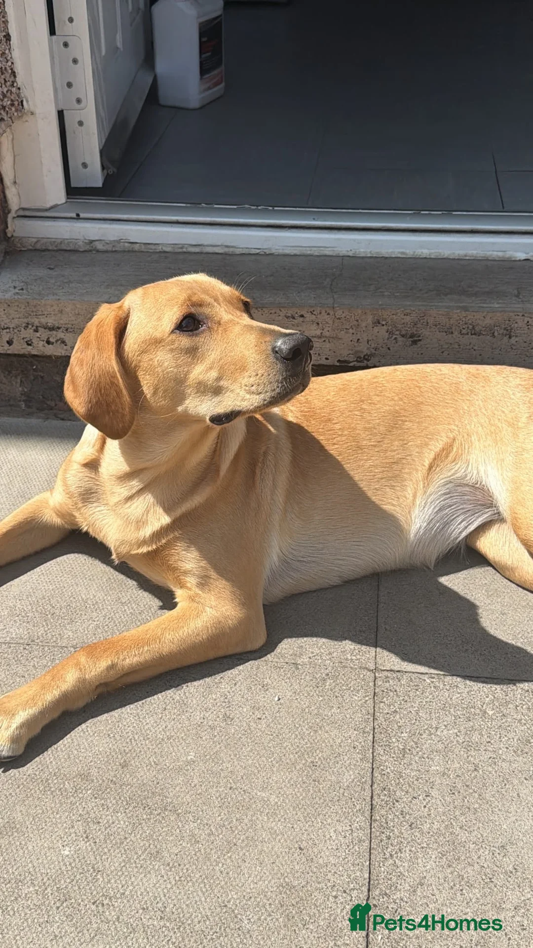 Labrador Retriever dogs for sale: Golden Labrador retriever  - Advert 2