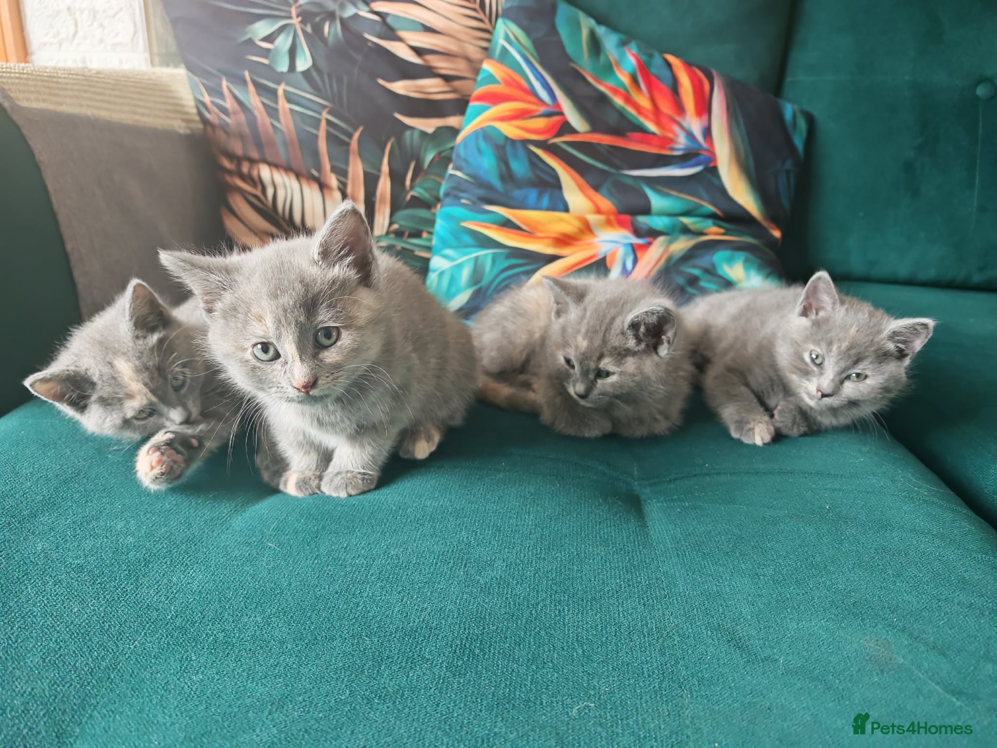 British Shorthair cats  4 adorable British Shorthair female kittens 🐾 - Advert 5