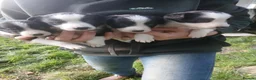 Border Collie dogs for sale: Beautiful litter of 10 Border collie puppies - Advert 3