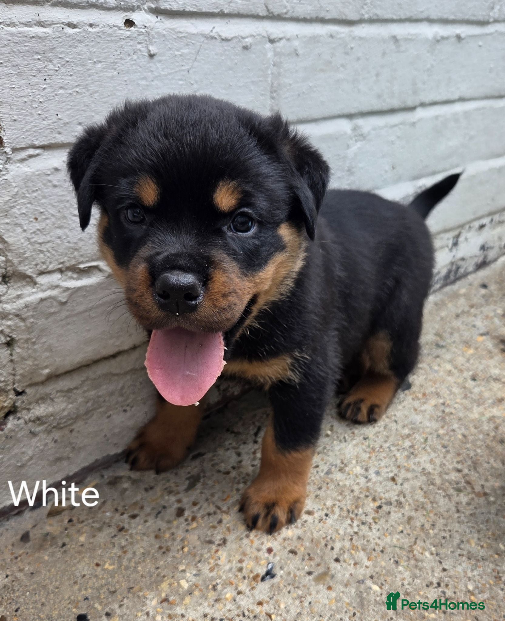 Rottweiler dogs Only 1 boy and 1 girl left!  - Advert 10