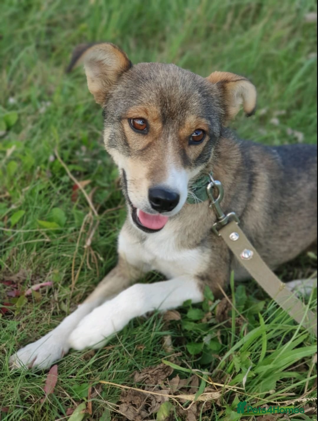 Mixed Breed dogs for adoption: 💖🐶 LASKA 🐶💖 - Image 8