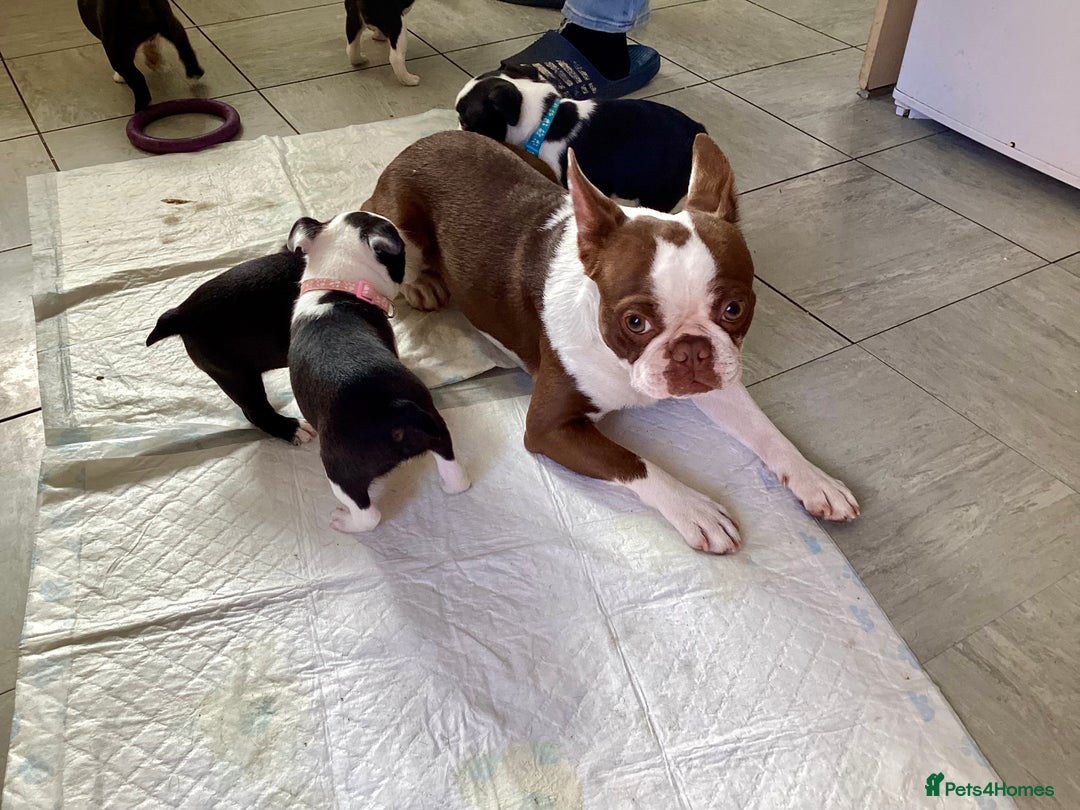 Boston Terrier dogs for sale: 9 BEAUTIFUL BOSTON TERRIER PUPPIES (4 GIRLS LEFT) - Image 37