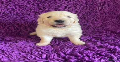 Golden Retriever dogs KC Reg Cream Boys from health tested parents.  - Advert 12