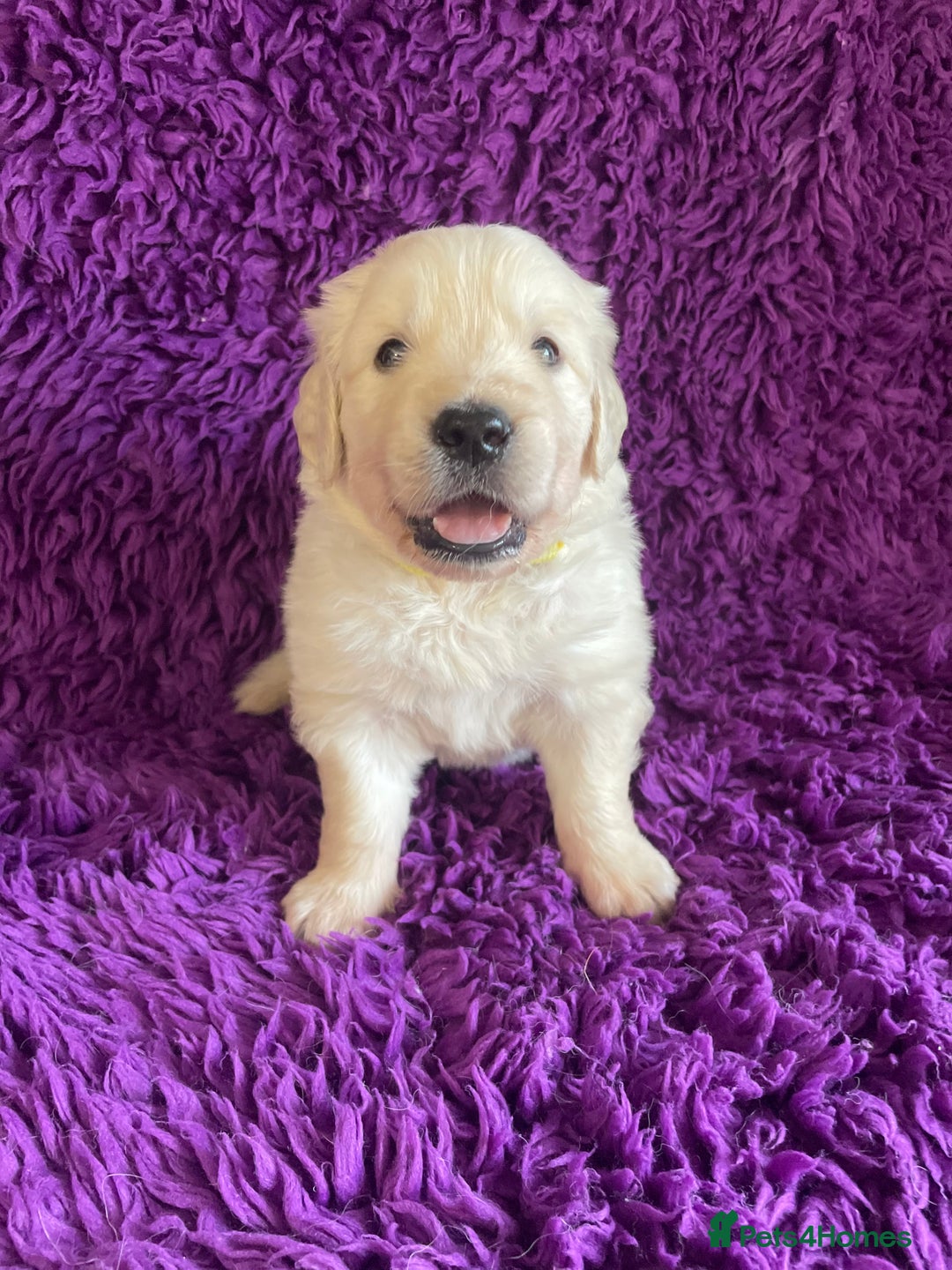 Golden Retriever dogs for sale: KC Reg Cream Boys from health tested parents.  - Advert 9