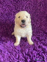 Golden Retriever dogs KC Reg Cream Boys from health tested parents. - Advert 12