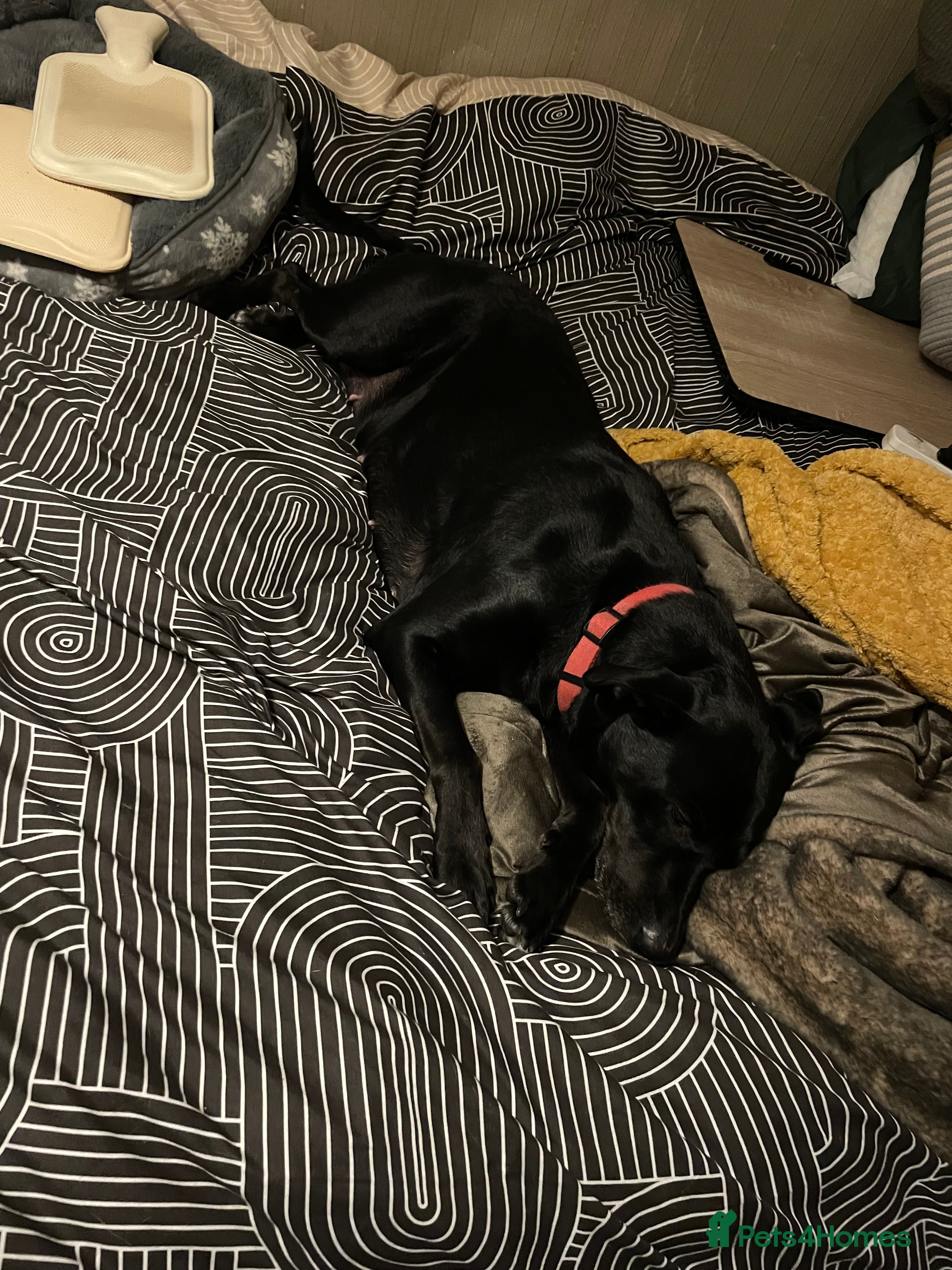 Mia