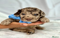 Mixed Breed dogs for sale: Goldendoodle/Australian double doodles  - Image 33