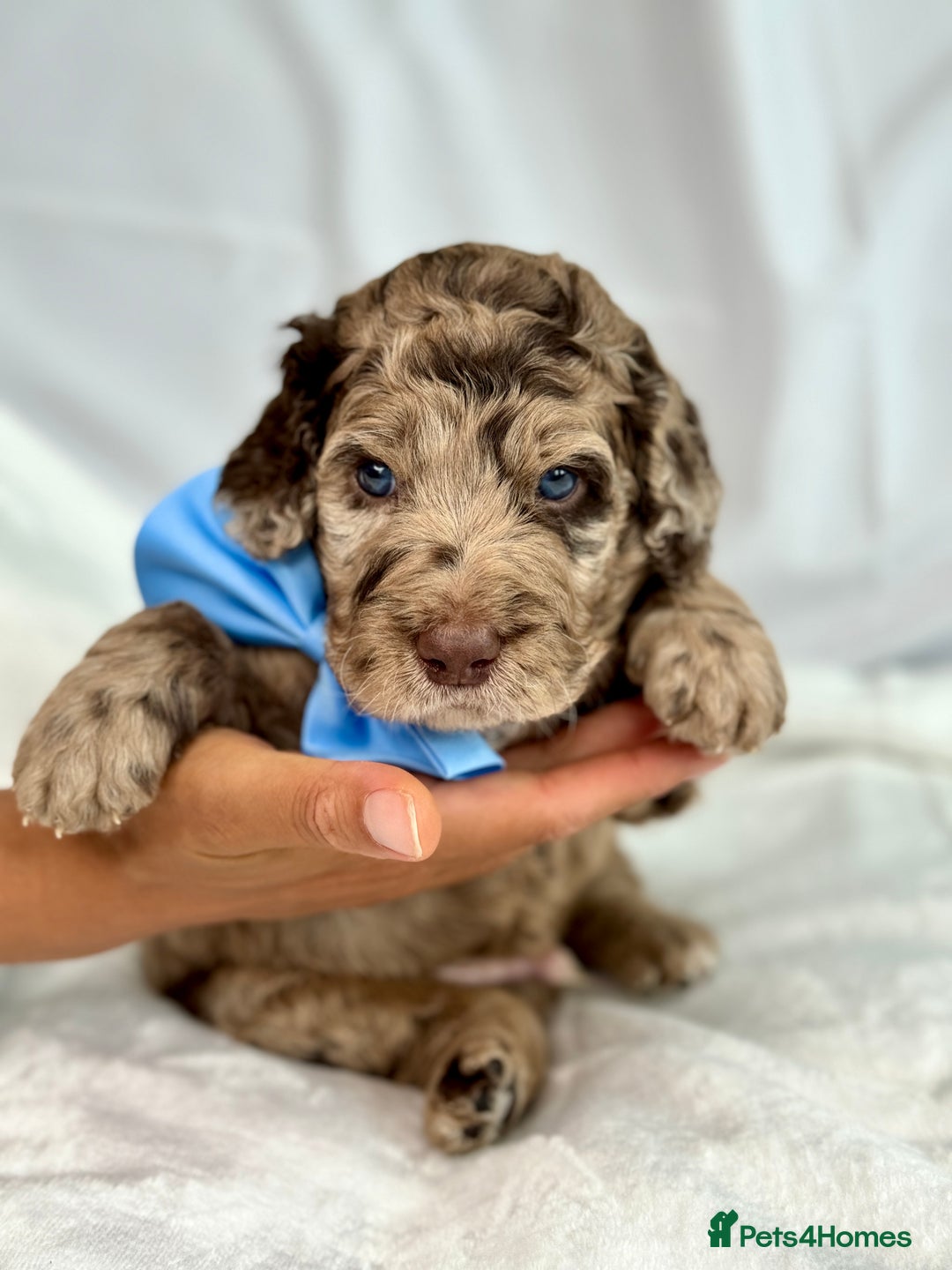 Mixed Breed dogs for sale: Goldendoodle/Australian double doodles  - Image 33