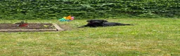 Labrador Retriever dogs for sale: Boy Labrador  in Ross-on-Wye - Advert 1