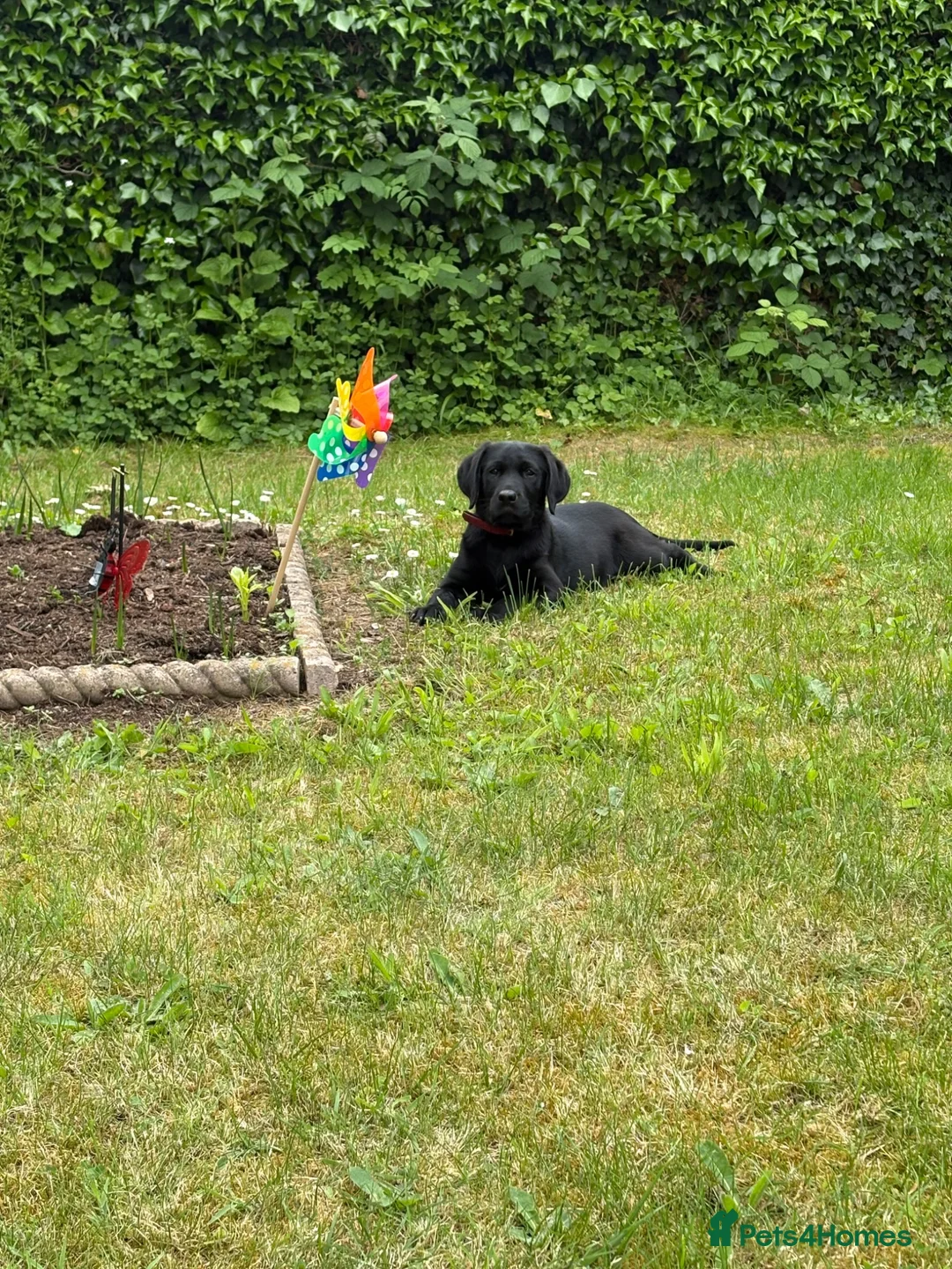 Labrador Retriever dogs for sale: Boy Labrador  in Ross-on-Wye - Advert 1